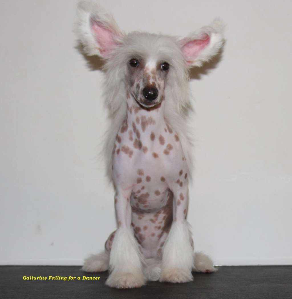 Gallurius Falling for a Dancer