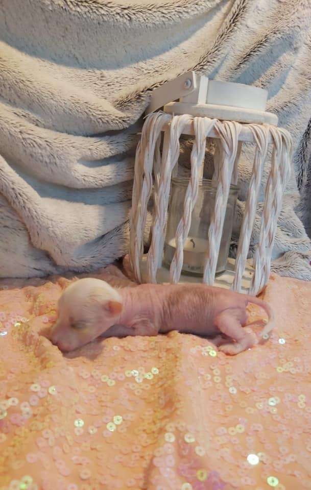 Jamming's Morten Harket