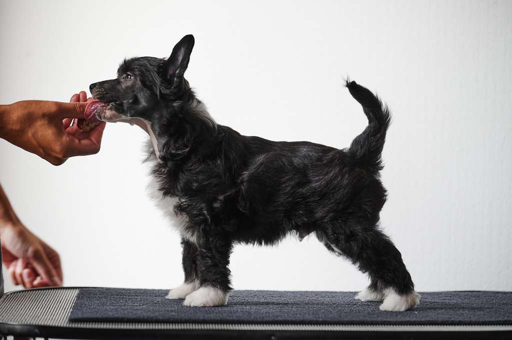 Sirocco Dead Man's Hand