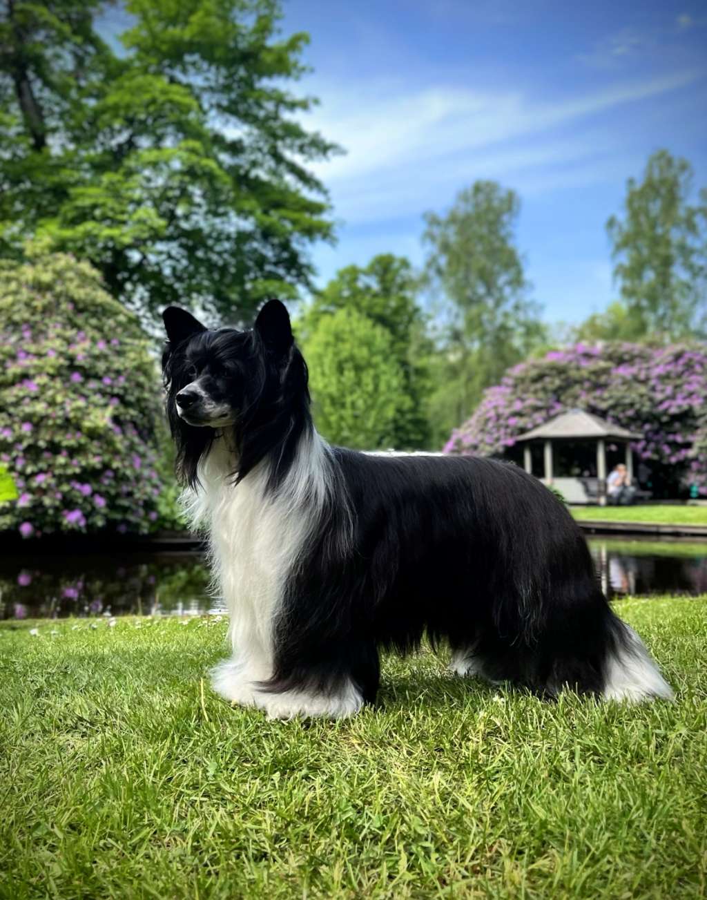 Sirocco The One-Eyed Royals