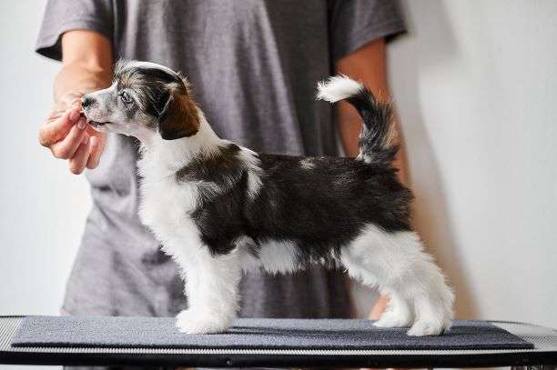 Sirocco All The Primes