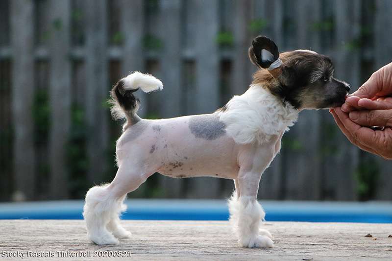 Stocky Rascals Tinkerbell