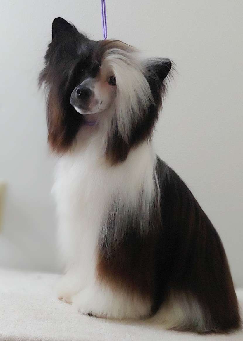 Adoration's If Not For You