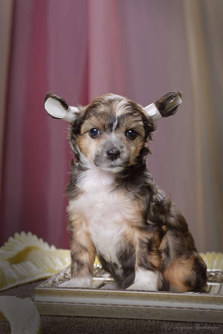 Style Bravo Celectina