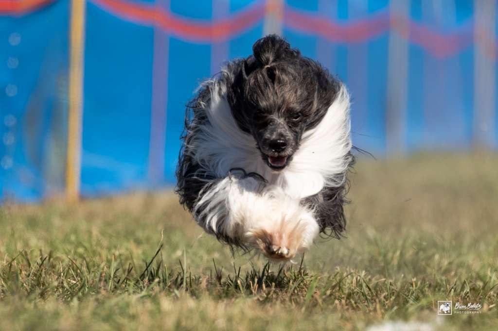 Orenda Viva Bright Shines Your Name