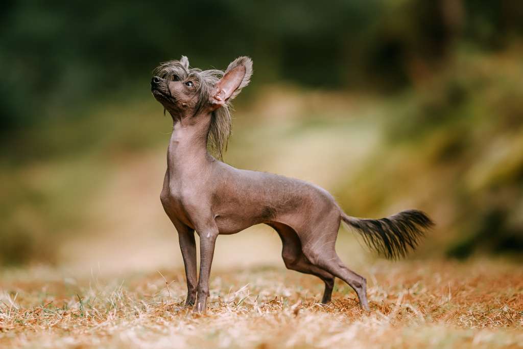 Crested Vixen's Insane Diamond