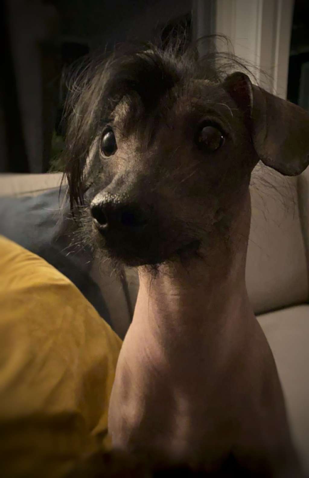 Crested Vixen's Crazy Shiny Ruby