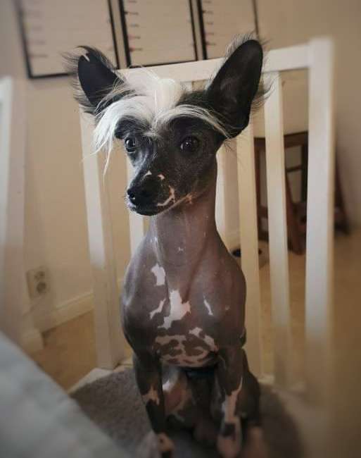 Crested Vixen's Psyko Confetti