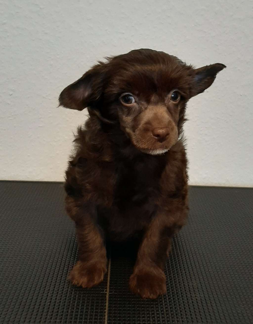 Zhusheng Frangiphanie