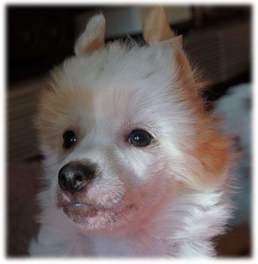 Dziarska dziewucha Roingold