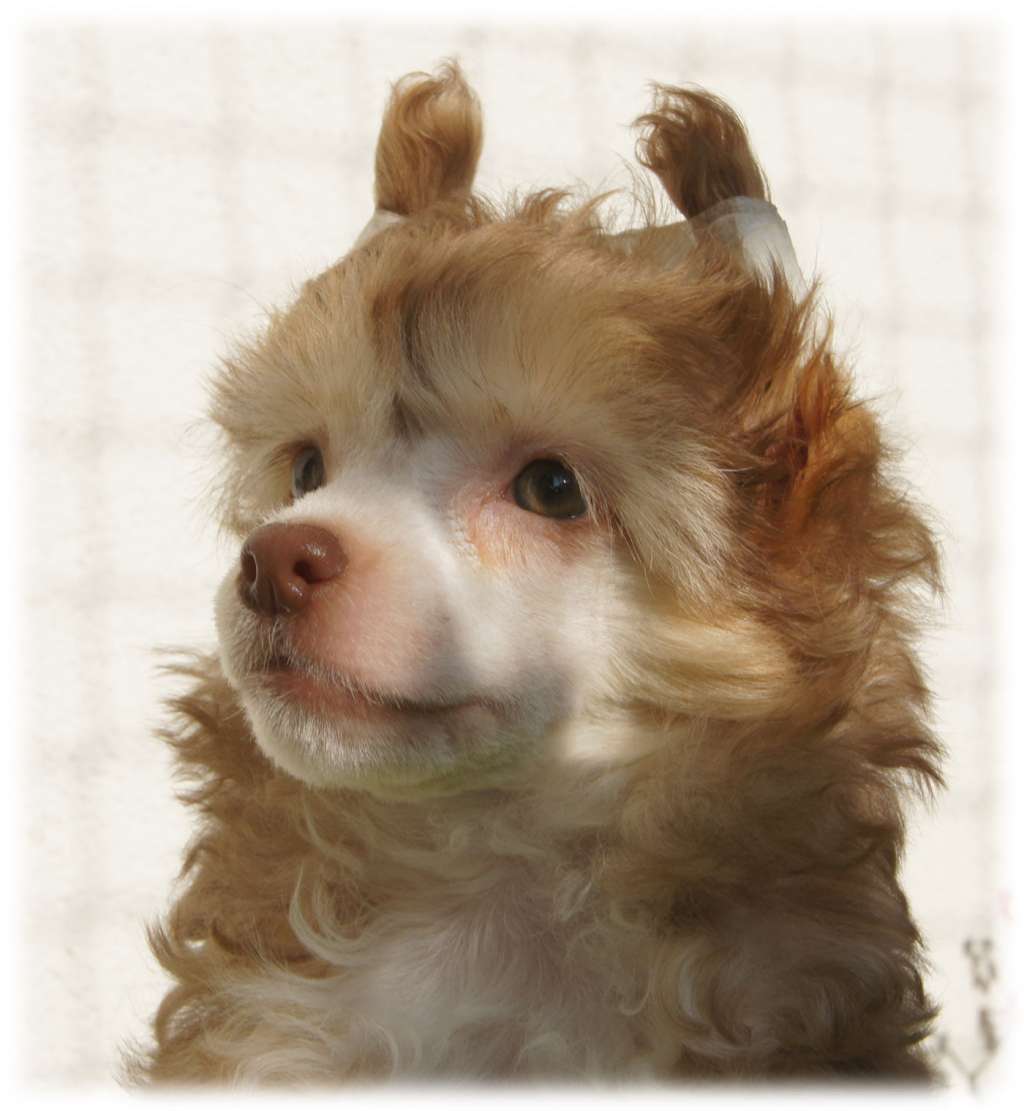 Dam ci milosc Roingold