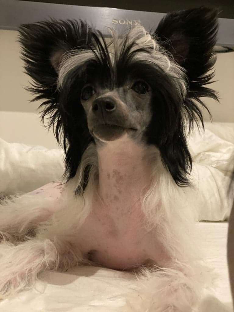 Zora Exotic World FCI