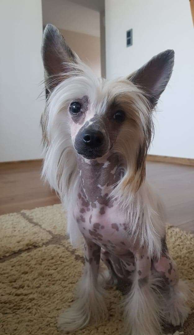 Zelda Exotic World FCI