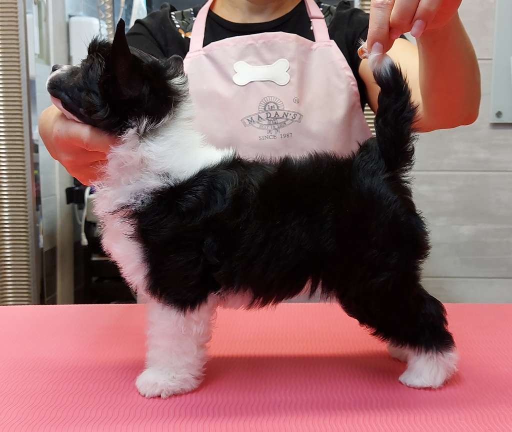 Noir Tease Caramella's Family