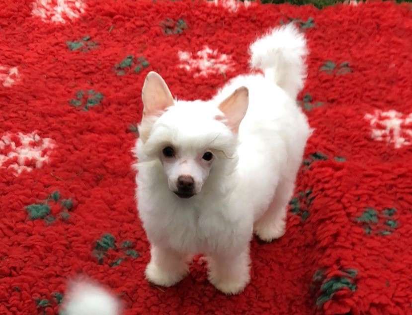 NOBLESSE Caramella's Family