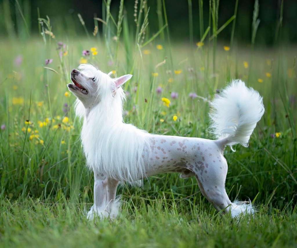 Never Ending Story Caramella's Family