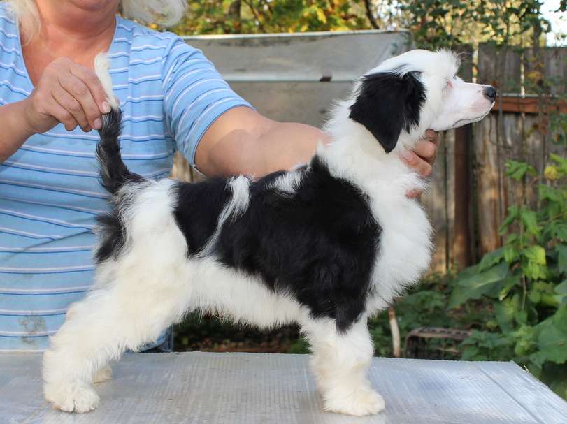 Angel O Check Girei Khan