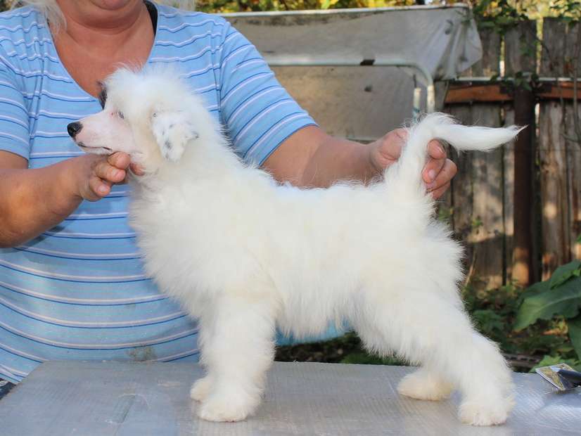 Angel O Check Grigorii