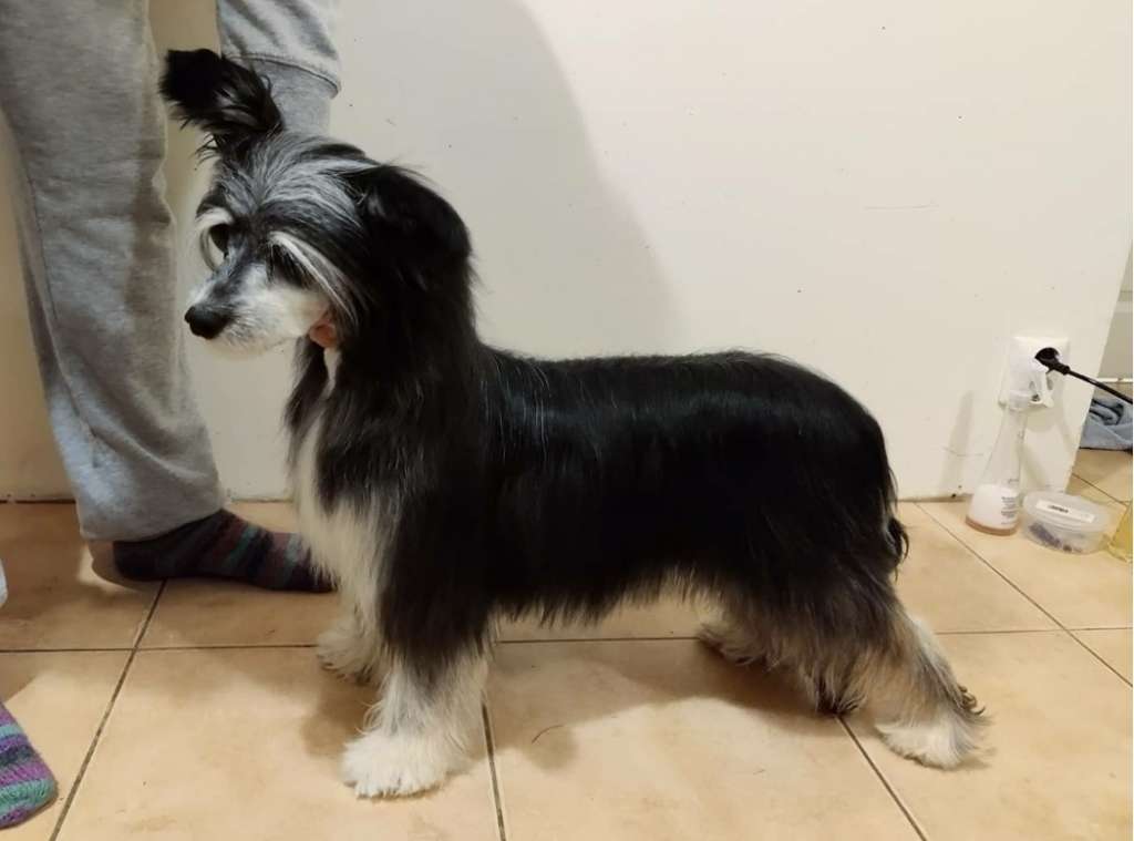 Allegranden Black Label Loaded Gun