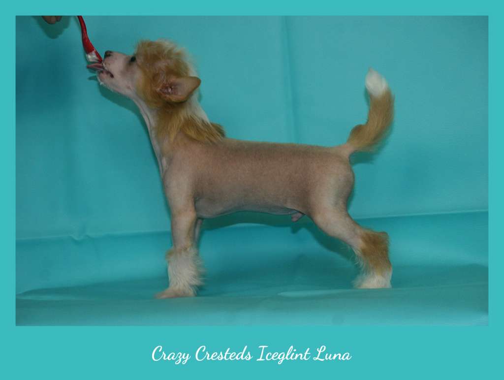 Crazy Cresteds Iceglint Luna