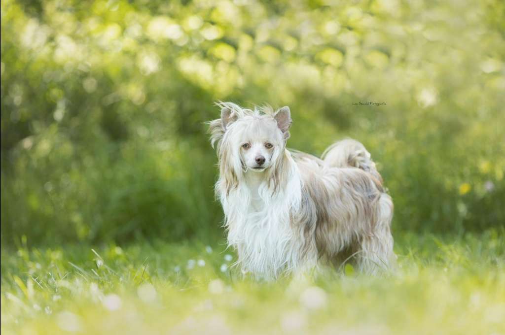 Crazy Cresteds Ivanhoe Luna