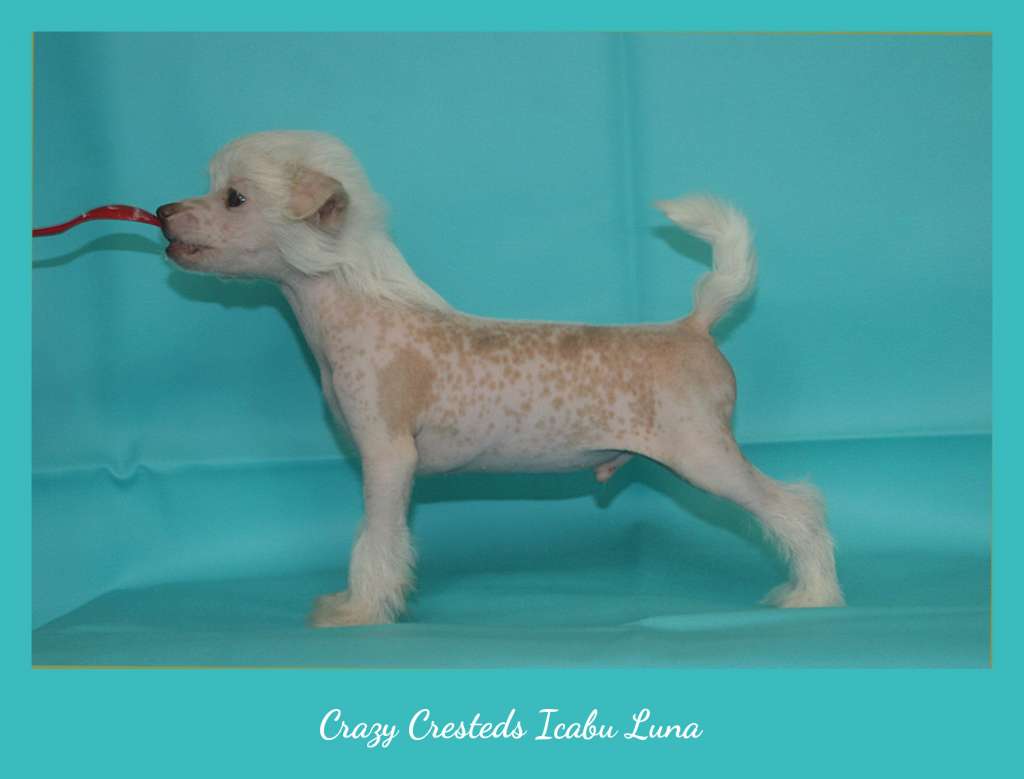 Crazy Cresteds Icabu Luna