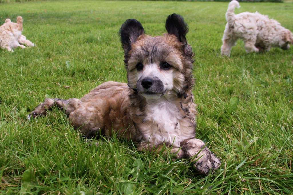 Be My Dog's Yogurette