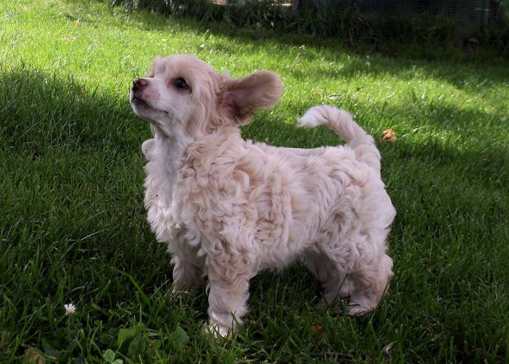 Be My Dog's Yukon Miss