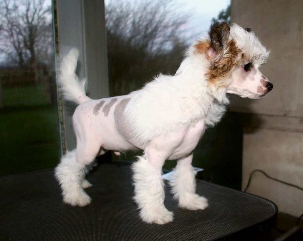 Be My Dog's Zappzarapp