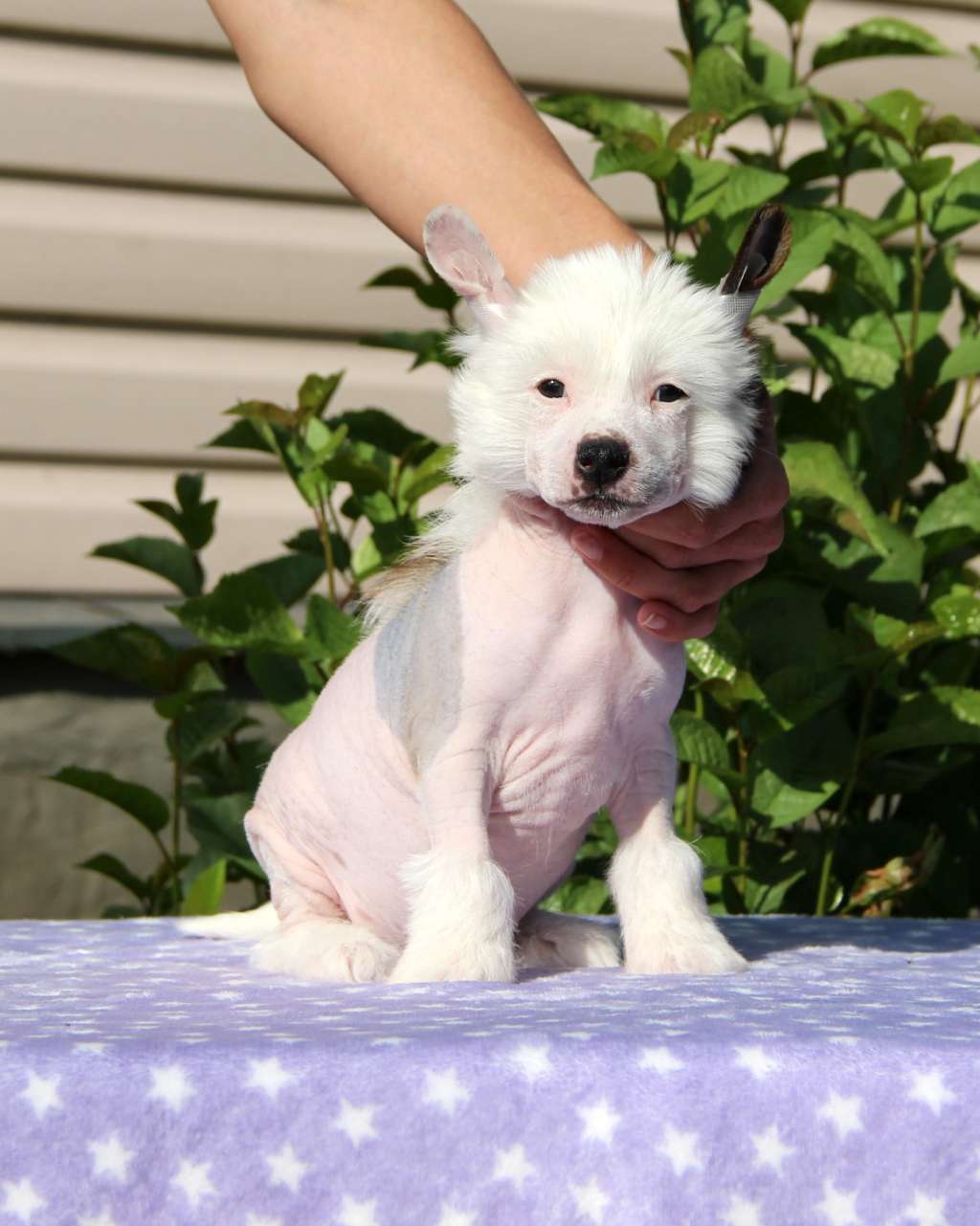 Moonlight Fantasy Mazhor