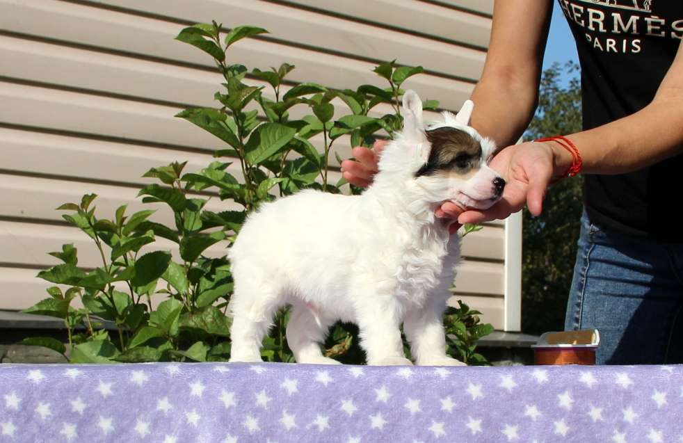 Moonlight Fantasy Milk Slice