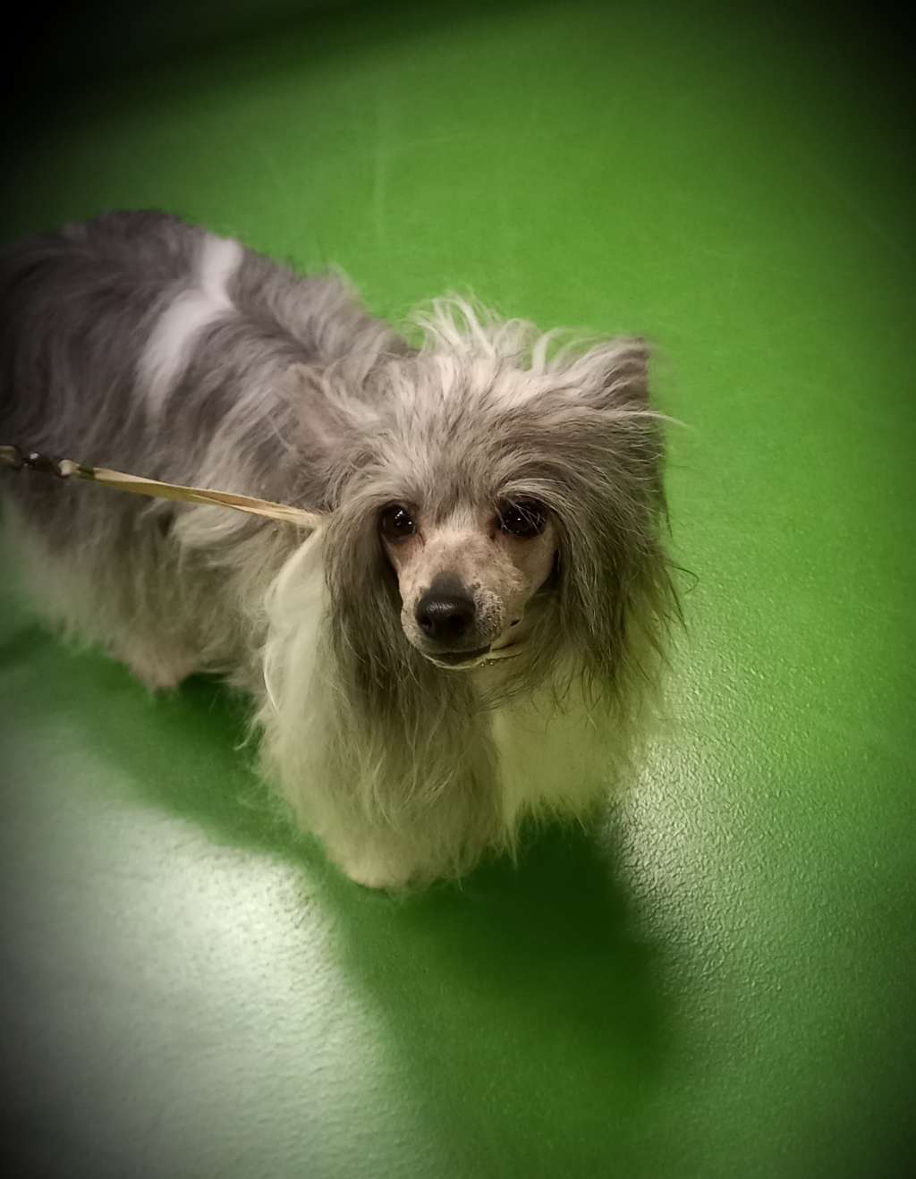 Bobbelpops Celine Cytheria