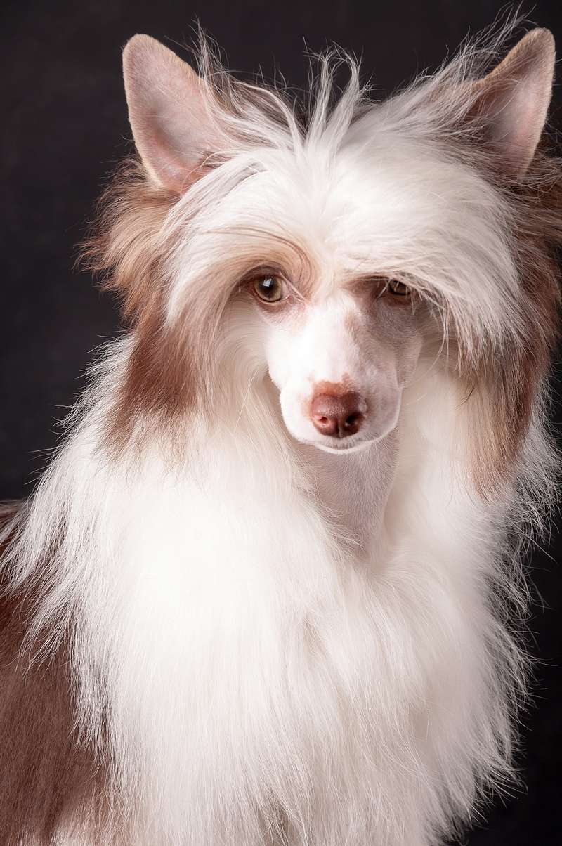 Khoriv Letopisnyy El Tiola