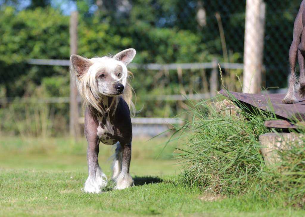 Gustav vom Blühmchen