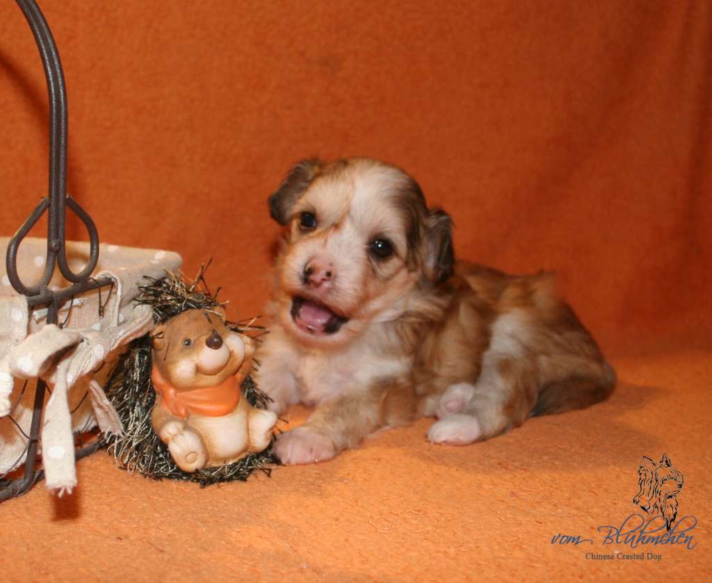 Geraldine vom Blühmchen