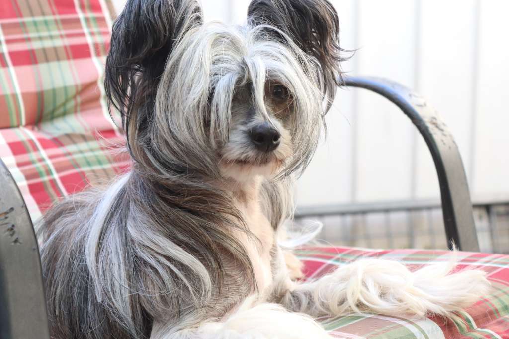 Bao Han in Terra Civis