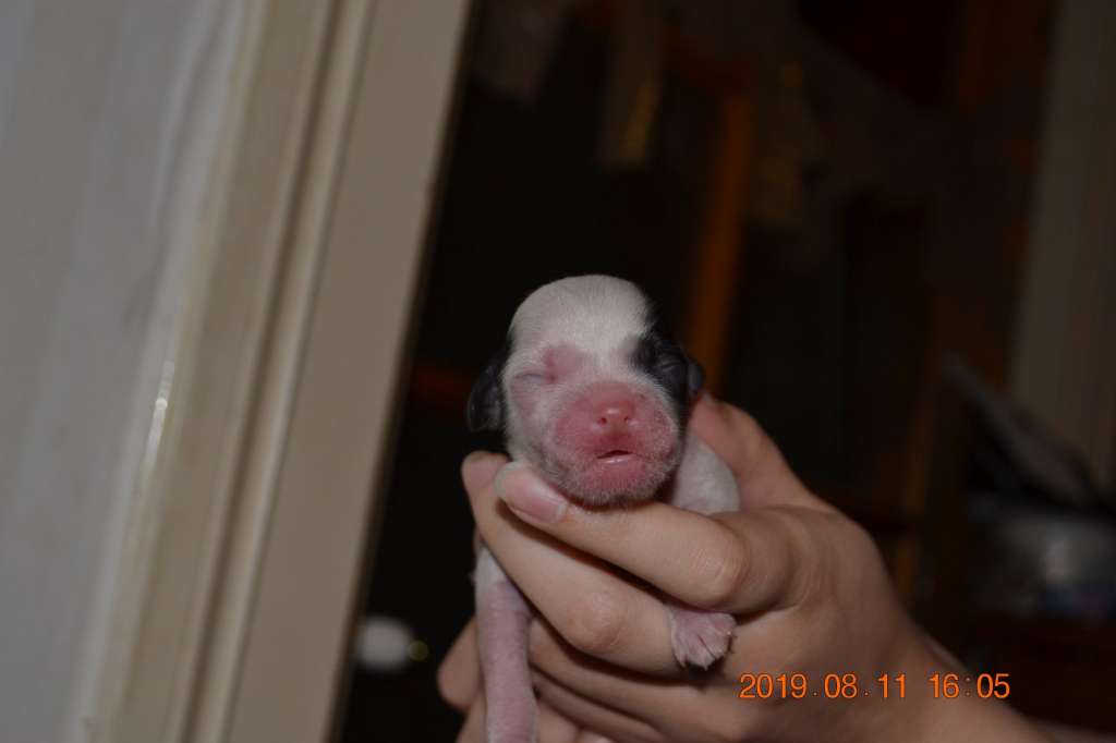 Nightstorms Frodo Baggins