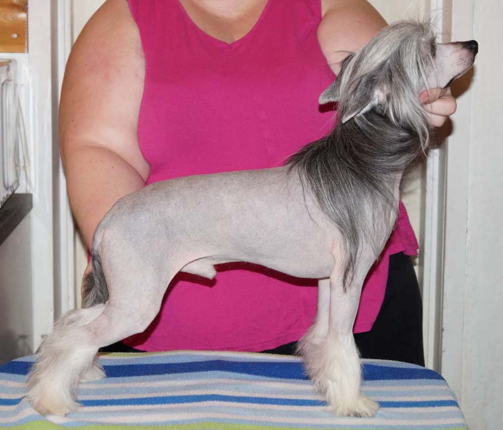 Sun Dan Royal Highness Sammy