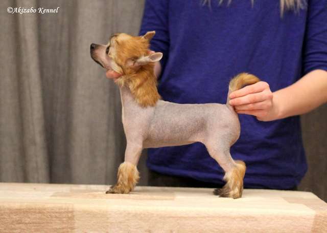 Aira Chinese House FCI