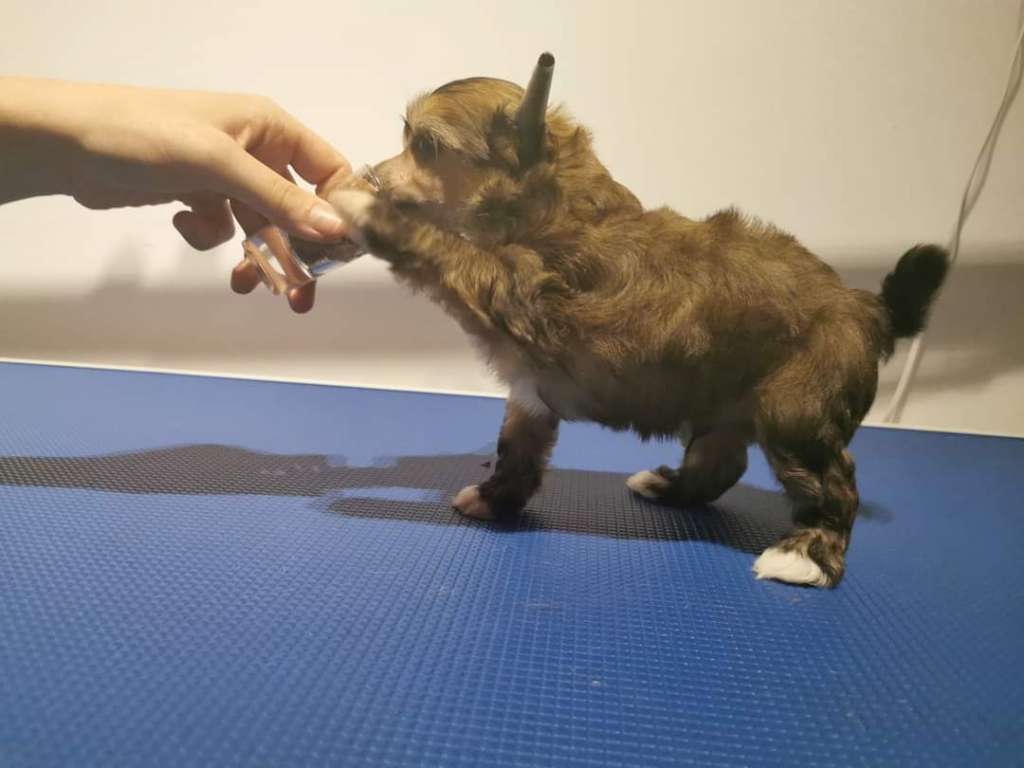 Samwise Gamgee Descente Dans La Folie