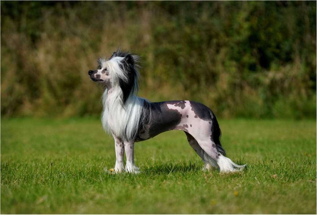 Halcyon Ivana Humpalot