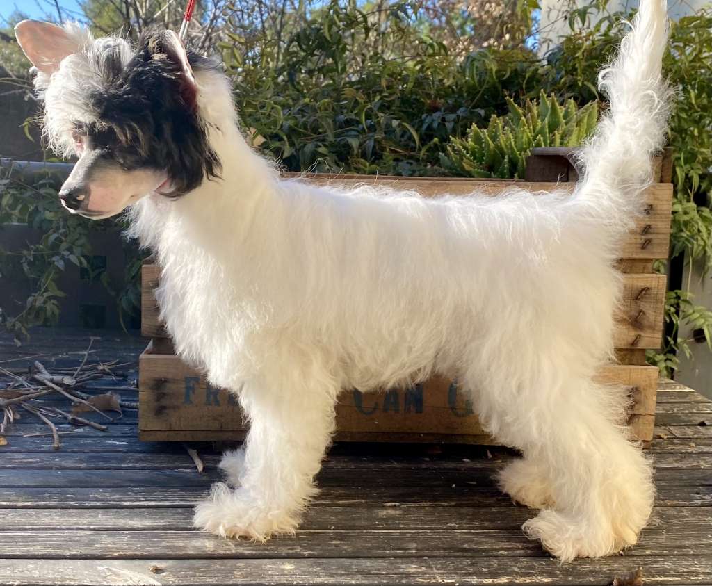 Chic To Chic The White Queen