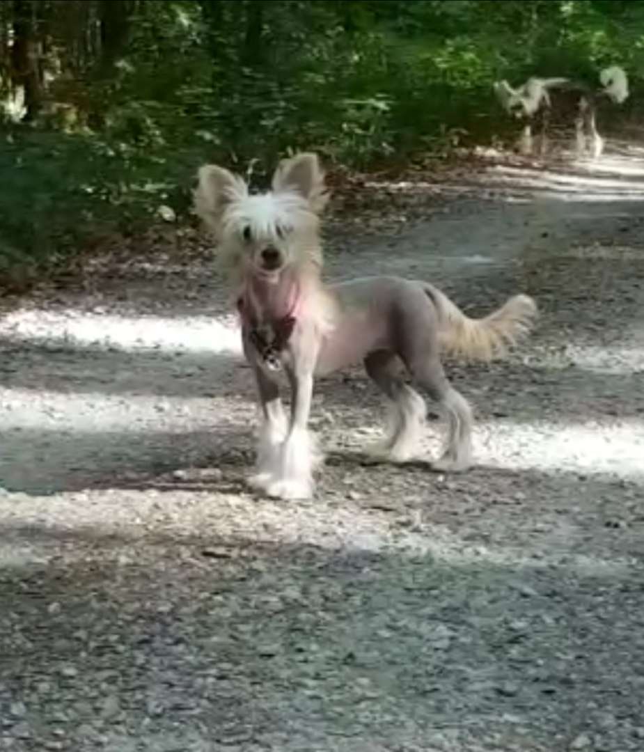 Desert Dream Star of Golden Lily