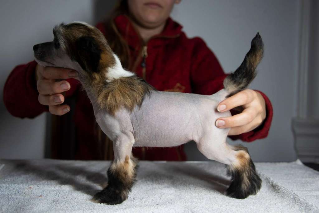 Ensidias Where's My Sash And Crown