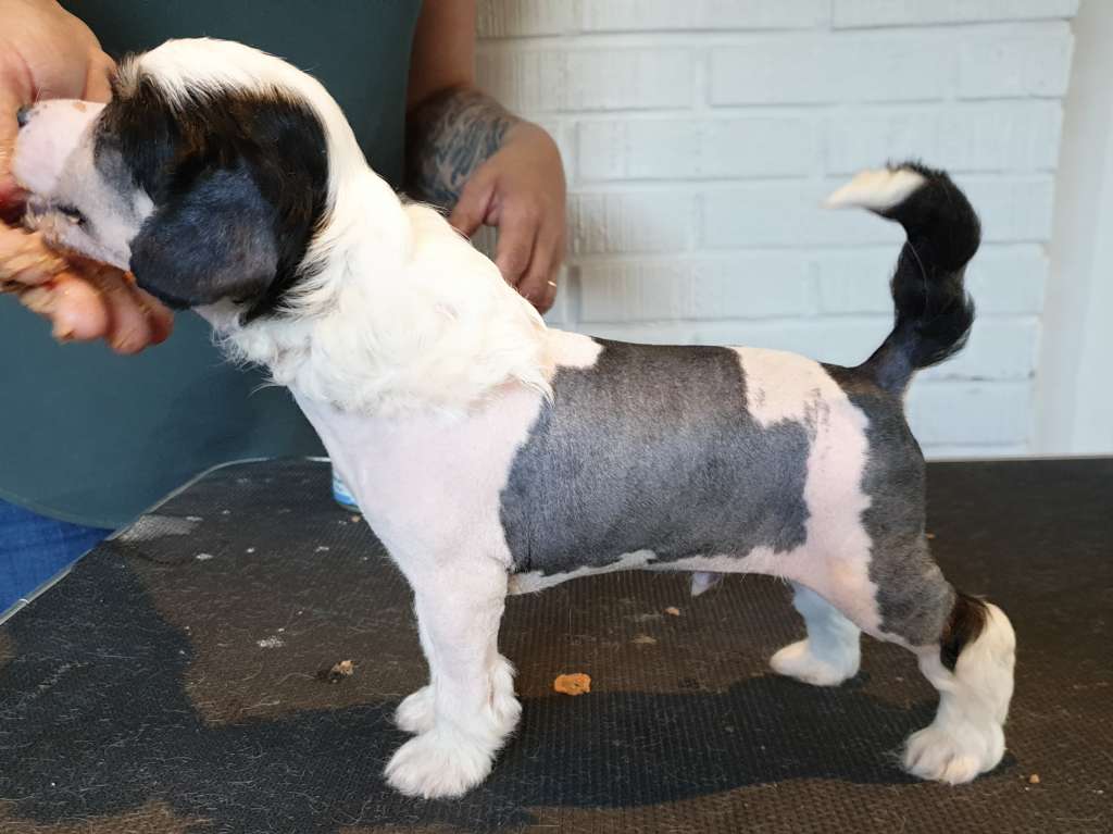 Angel Sprinkle's Chubby Average Joe