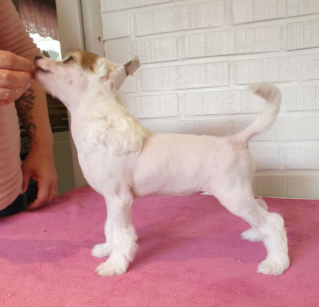 Angel Sprinkle's Cheeky Chick