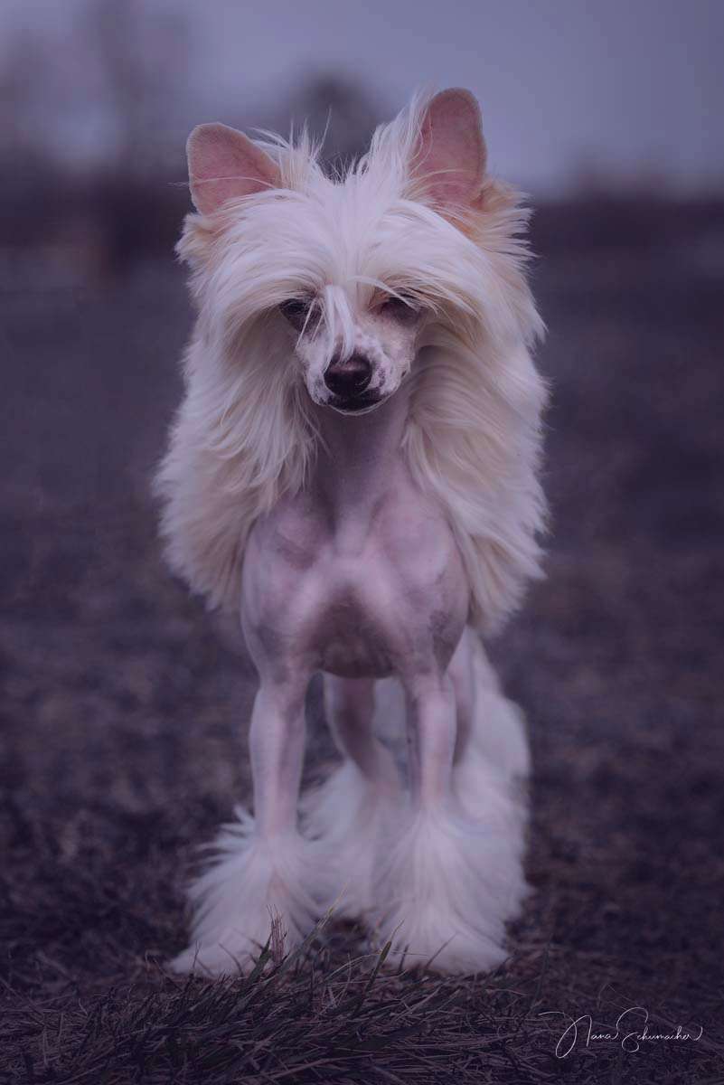 Chronicles of Lathgertha from Vikings Castle