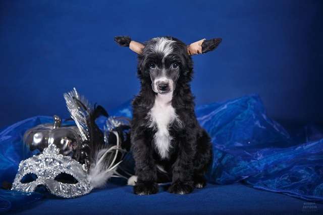 Fiery Fame Yen To Be Loved