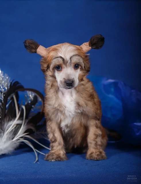 Fiery Fame Yelp Of Delight