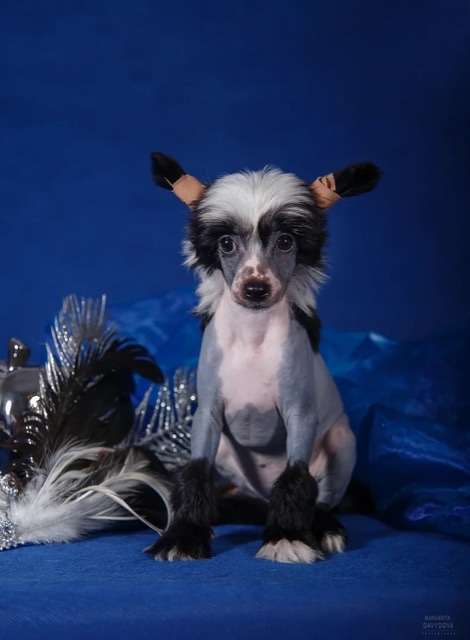 Fiery Fame Your Royal Highness